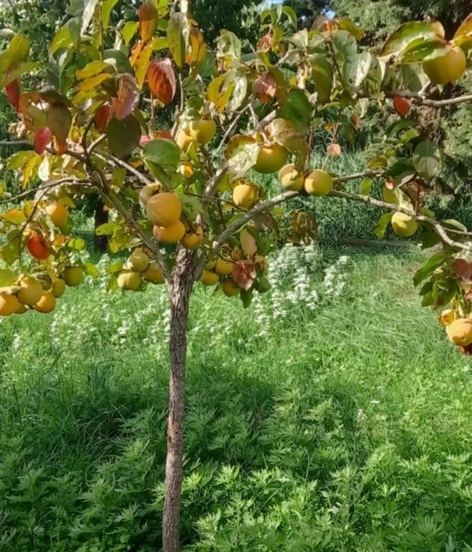 Appartamento Il Pettirosso Monsummano Terme